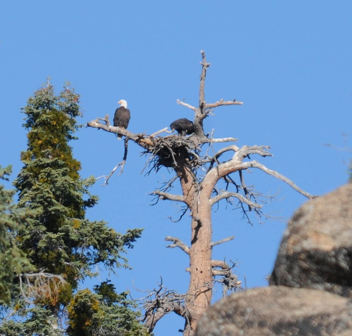 The original nest in a dead snag above granite boulders — an adult bald eagle perched beside it and a dark-feathered young bird at the nest's rim.
