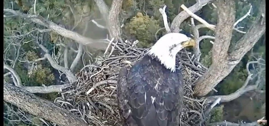 A near-adult female bald eagle standing in the empty nest, dark flecks still in her white head.