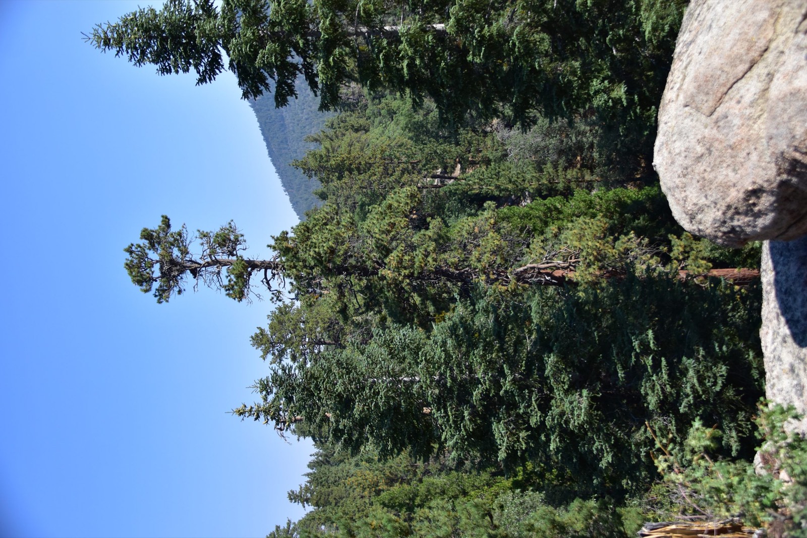 The nest tree — a tall Jeffrey pine above Big Bear Lake — seen from the camera position.