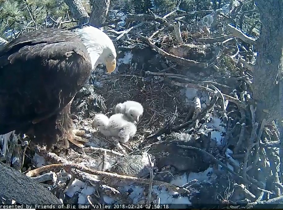 An adult eagle with two downy white chicks in the nest, February 24 2018.