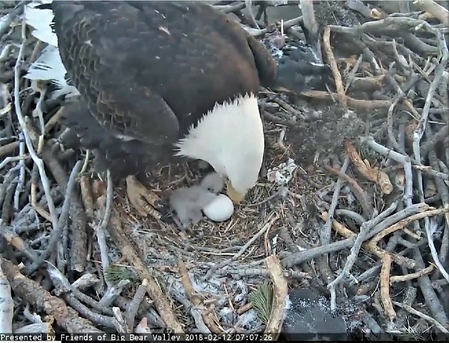 A newly hatched chick beside the remaining egg, February 12 2018.