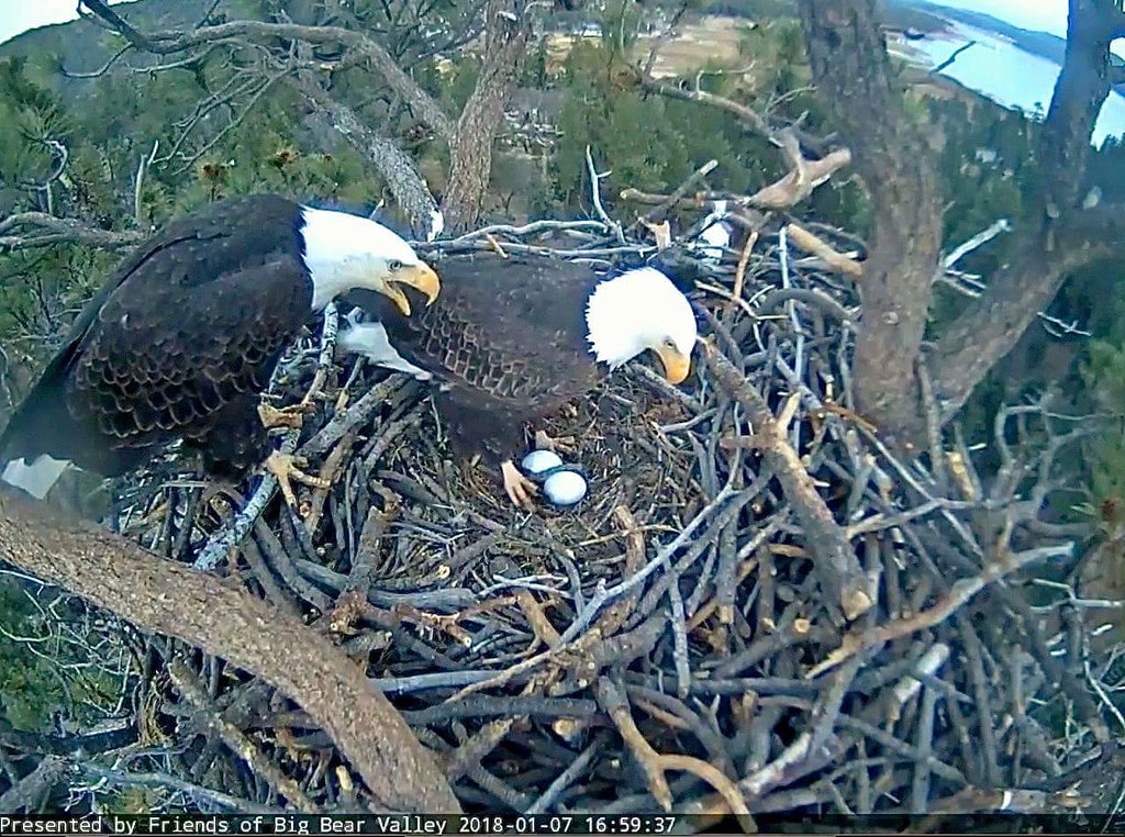 Jackie and Mr. B at the nest with two eggs, January 7 2018.