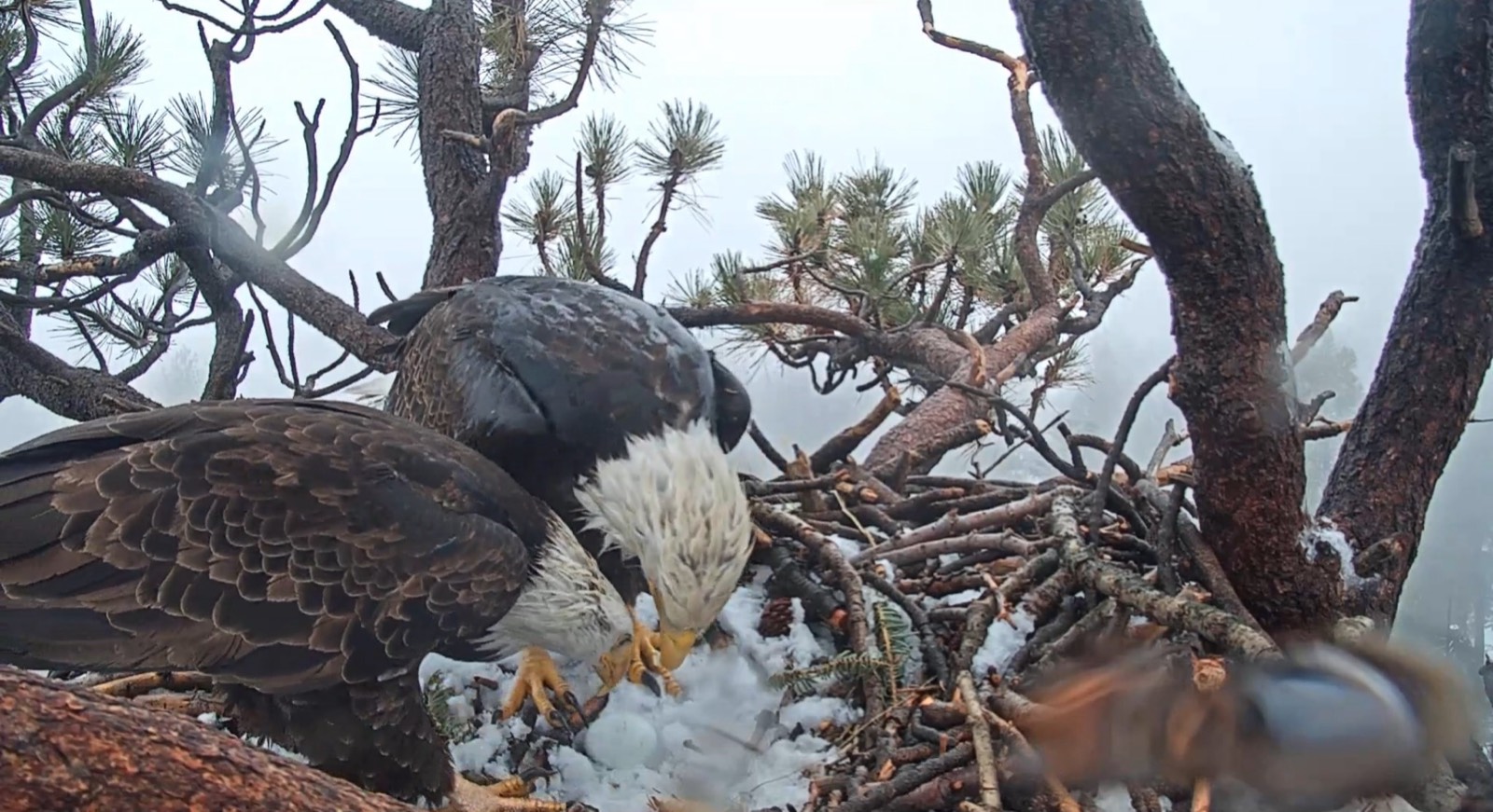 Jackie and Shadow examining their first egg together, March 6 2019.