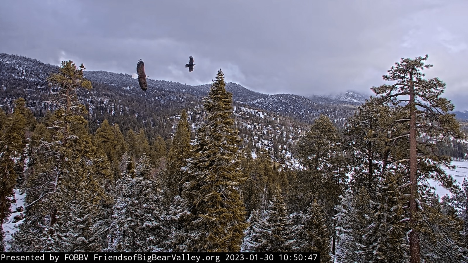 Two eagles chasing ravens over the forest canopy.