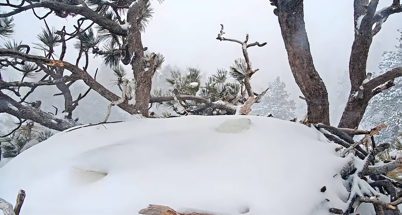 The nest a single smooth mound of snow, Jackie buried somewhere beneath it, the pine branches around her heavy with white.