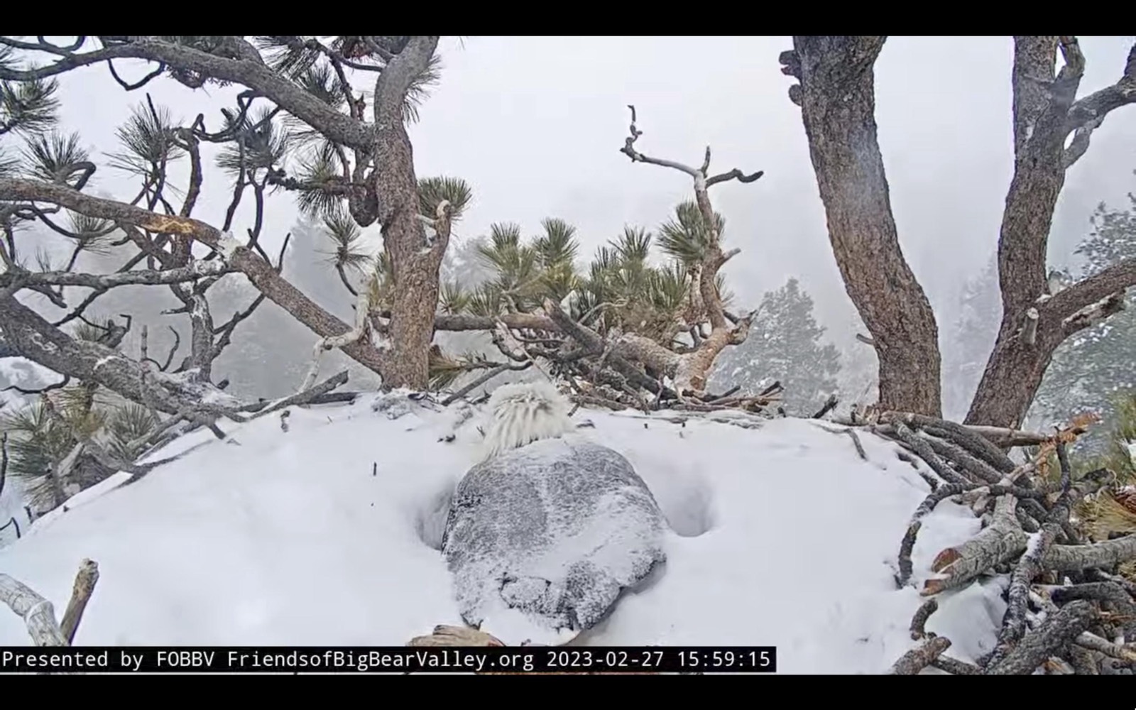 A single bald eagle egg in the snow-lined nest bowl, February 27 2023.