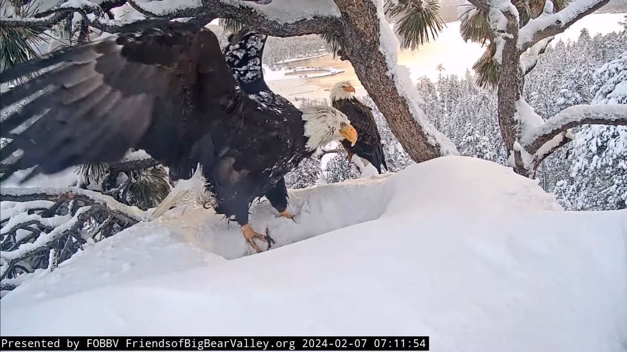 Jackie on the nest in heavy snow during her 62-hour incubation, wings spread over the eggs.