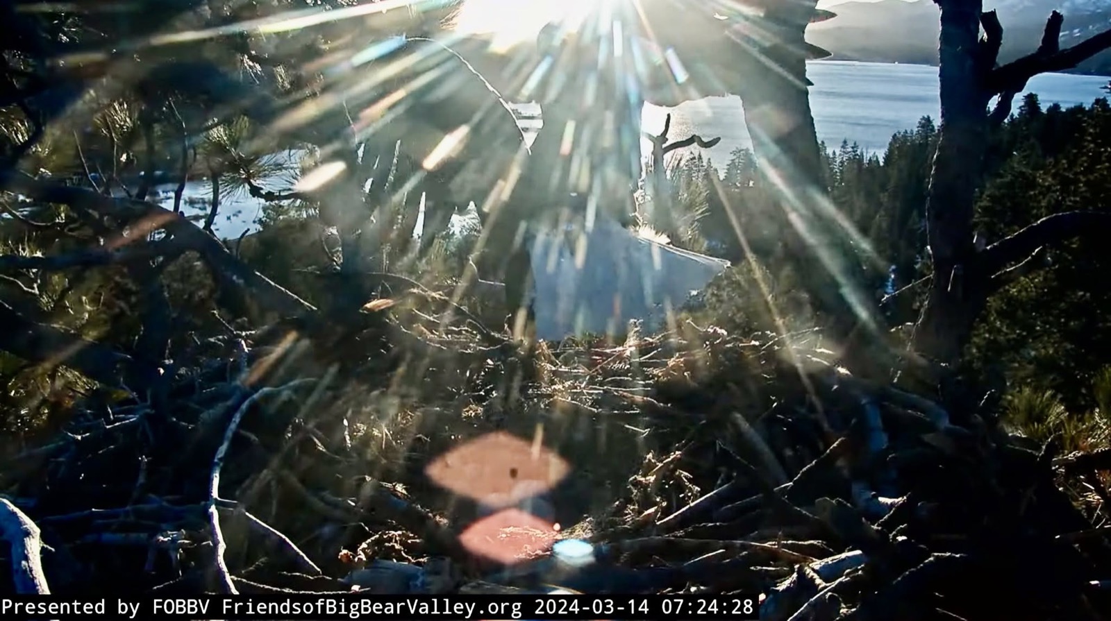 Low sun flaring through the nest tree over the empty nest bowl, Big Bear Lake behind.