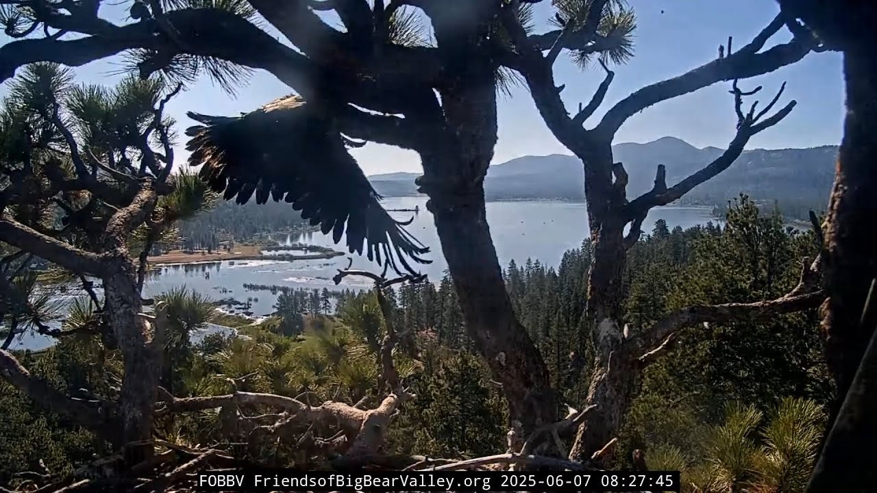 Gizmo with wings spread at fledge, June 7 2025.