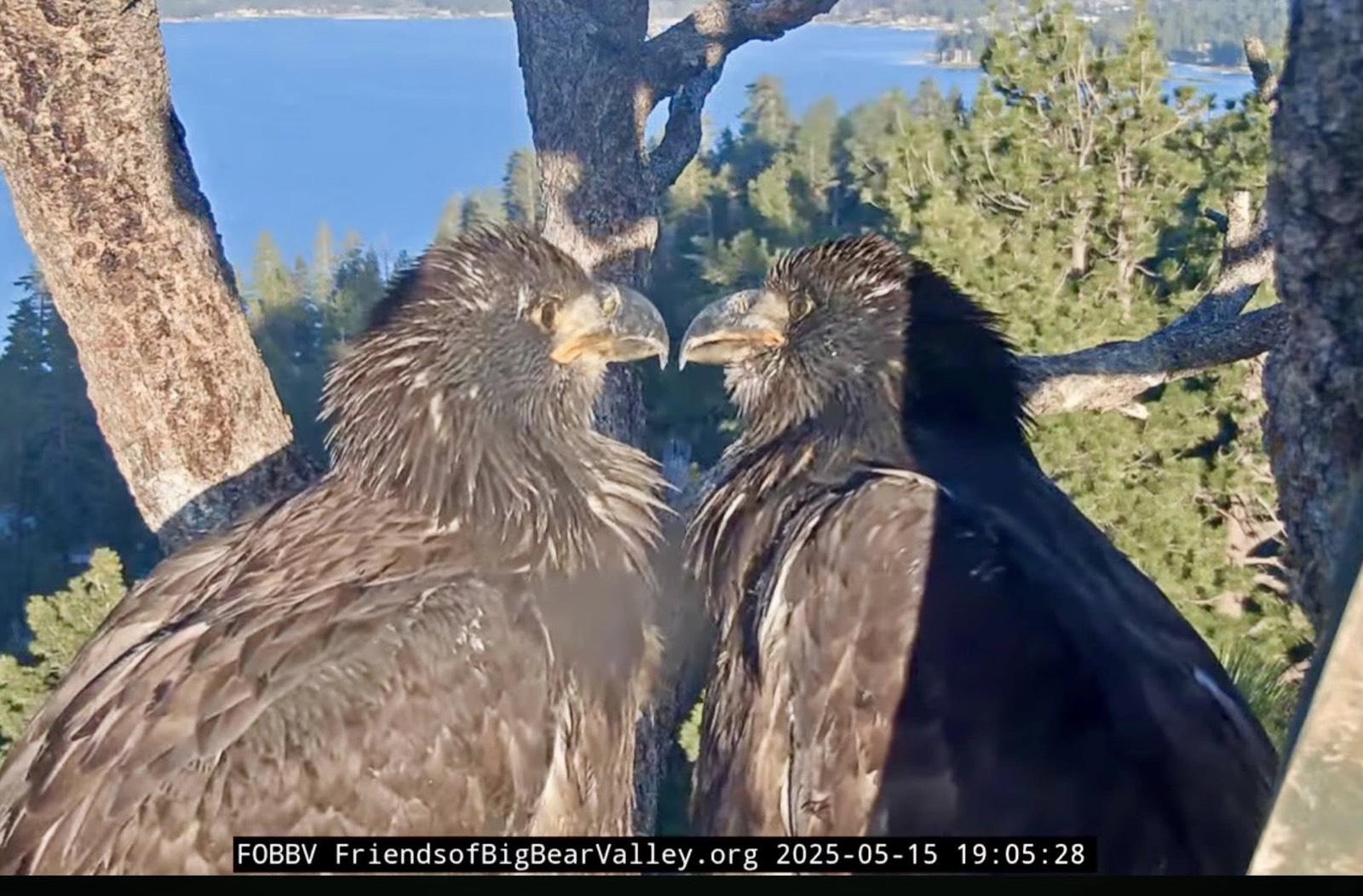 Sunny and Gizmo touching bills on the nest, May 2025.