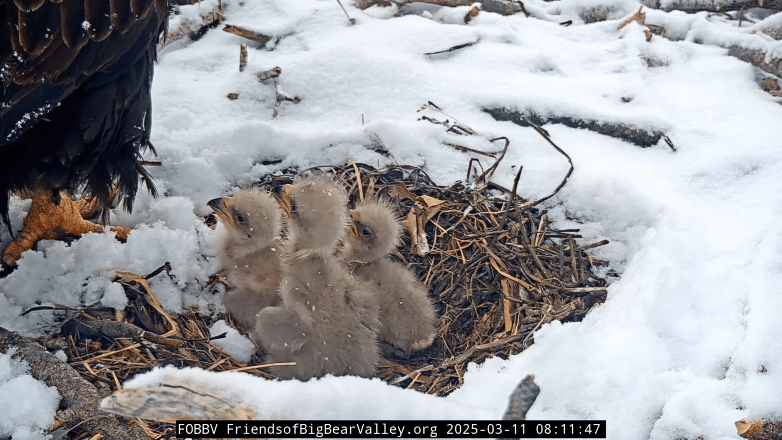 All three 2025 chicks together in the nest bowl, March 11 2025.