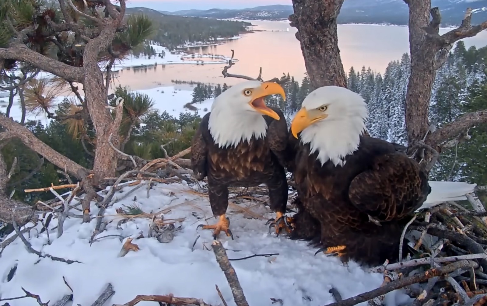 Jackie and Shadow in the snow-filled nest in golden late-winter light, February 20 2026.