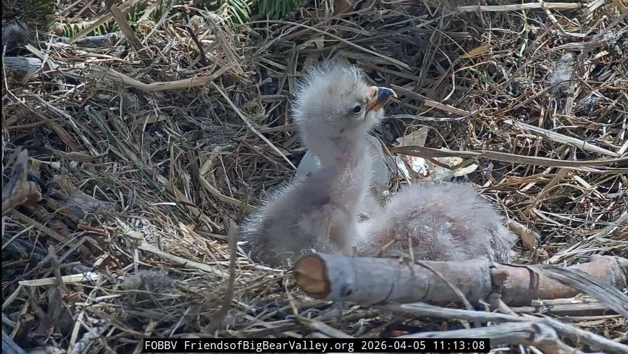 Two downy hatchlings in the nest cup on Easter morning, one with its head up and beak open.