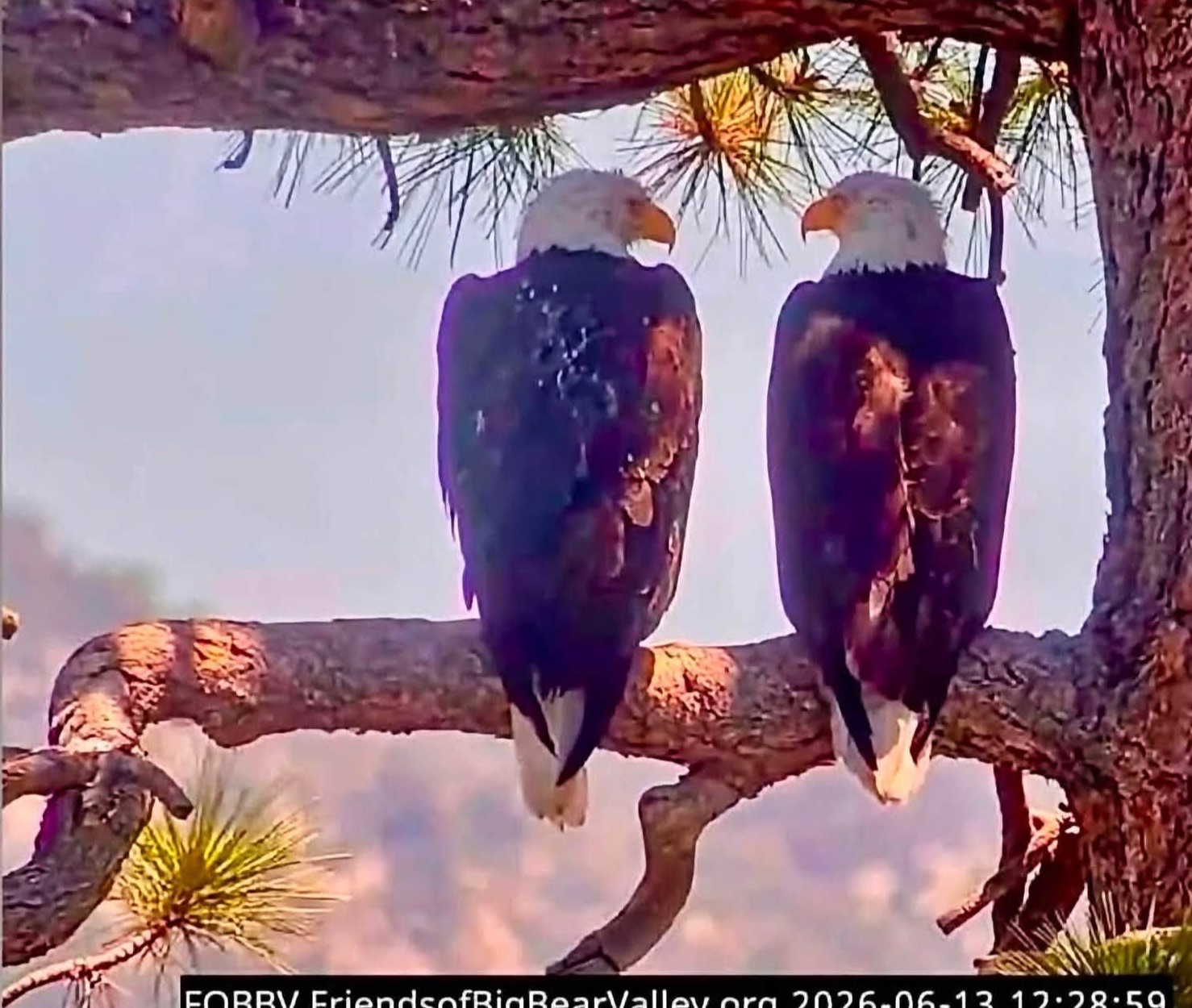 Jackie and Shadow perched shoulder to shoulder on their roost branch, heads turned toward each other against a pink sky.