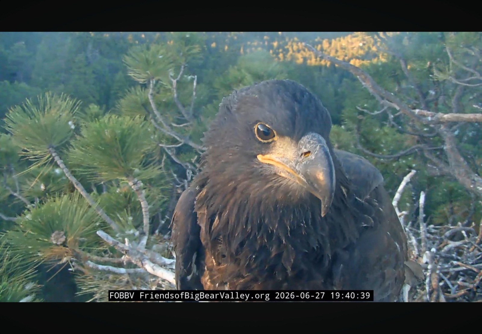 Sandy perched on the nest the evening before her accidental first flight, June 27 2026.