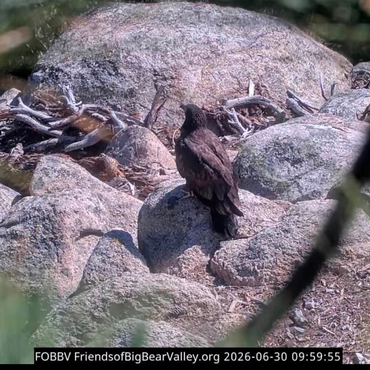 The fledgling Sandy standing on granite boulders below the nest tree, seen from the second camera.