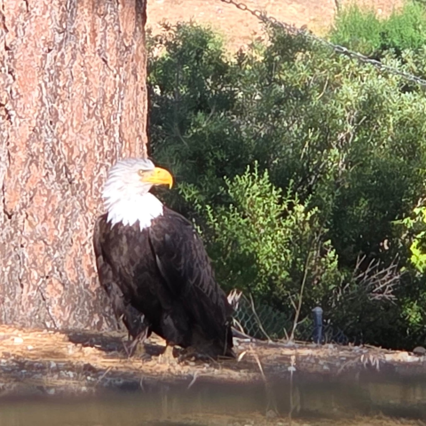 A bald eagle standing on the ground at the base of a pine beside a chain fence at Dana Point Park, feathers ruffled.