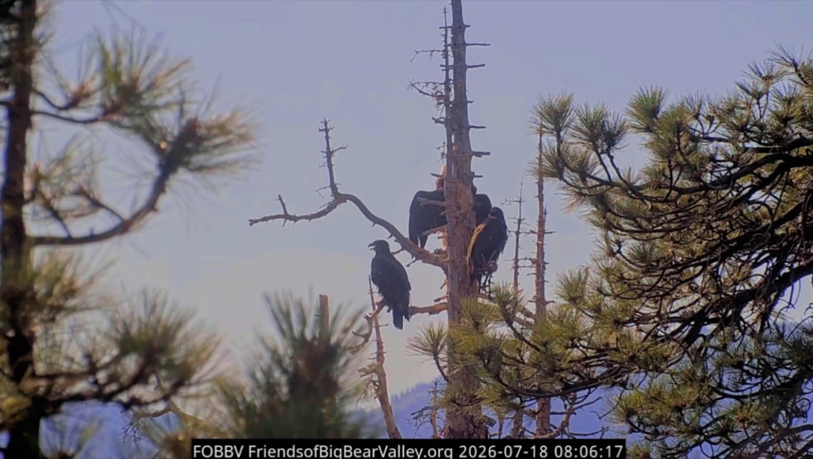 Three eagles silhouetted in the nest tree at first light — an adult and two dark fledglings among the dead branches.