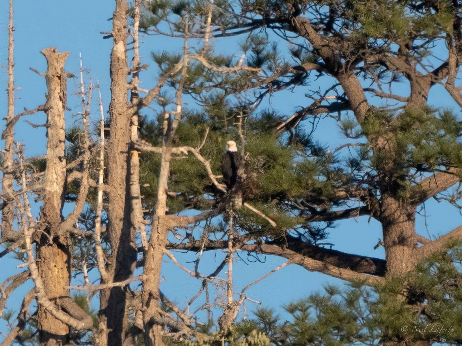 An adult bald eagle perched high among sunlit pines near the nest tree, golden light on the branches.