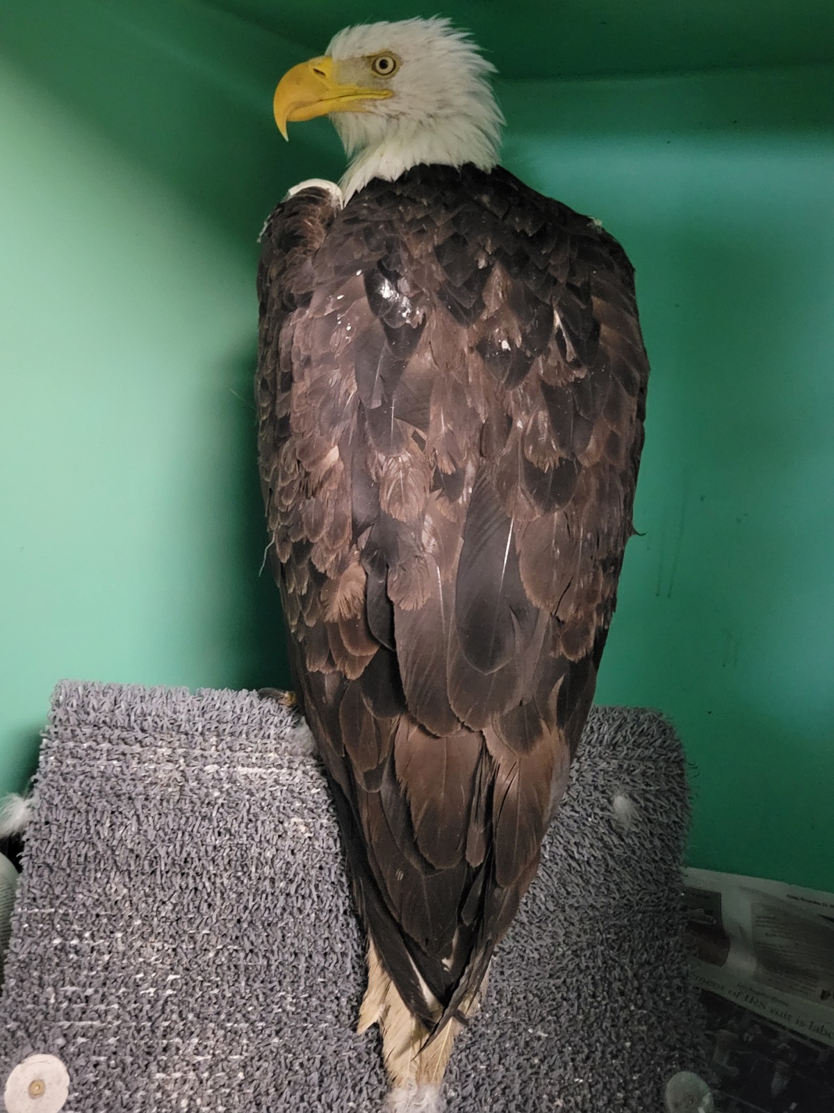 Jackie standing in an enclosure at the Ojai Raptor Center, July 20 2026.