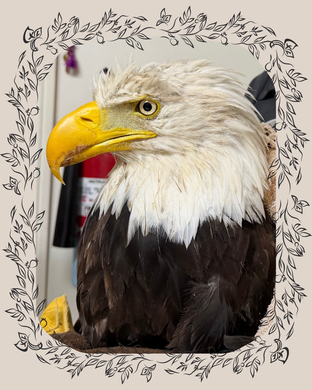The Ojai Raptor Center's remembrance card for Jackie — her portrait inside a drawn botanical frame.