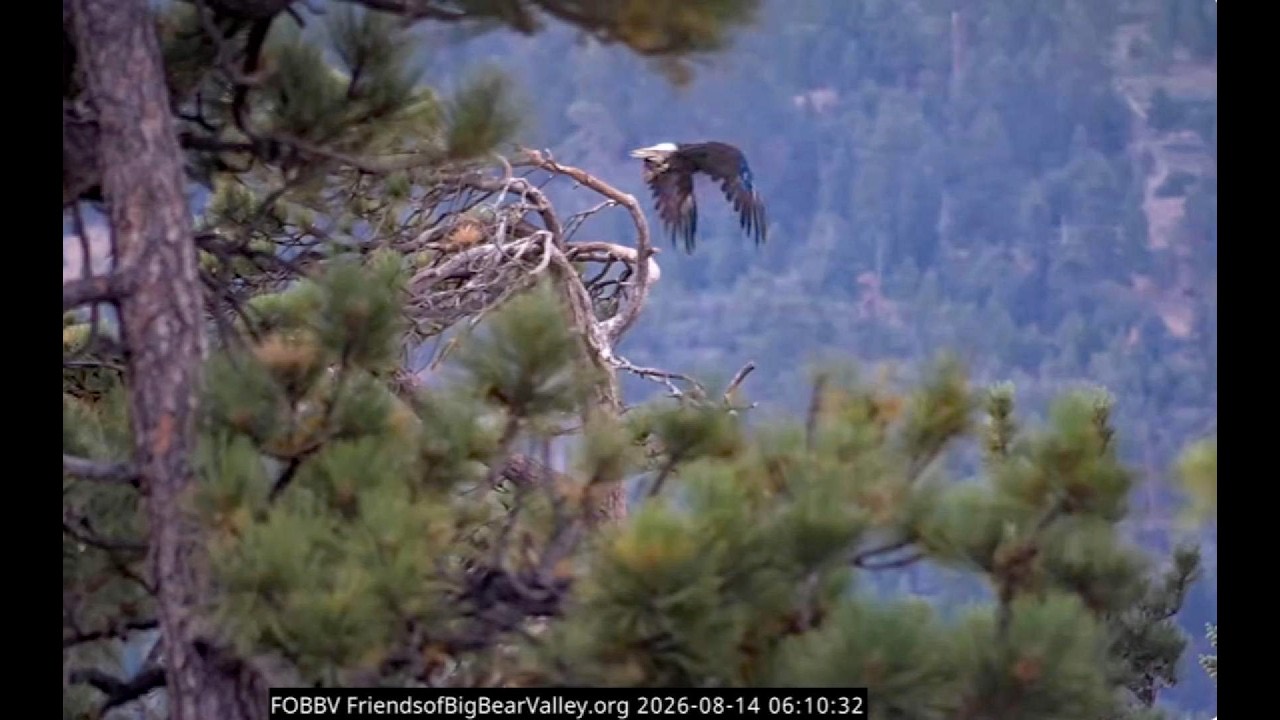 An eagle in flight leaving the nest tree at first light, four days after Jackie's death.
