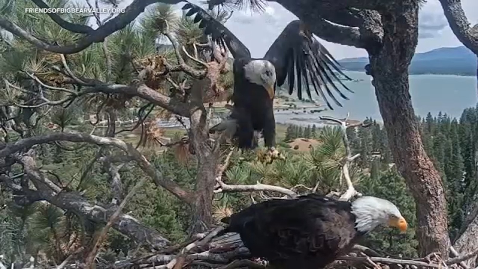 Shadow back at the nest with the visiting eagle KD1, August 13 2026.