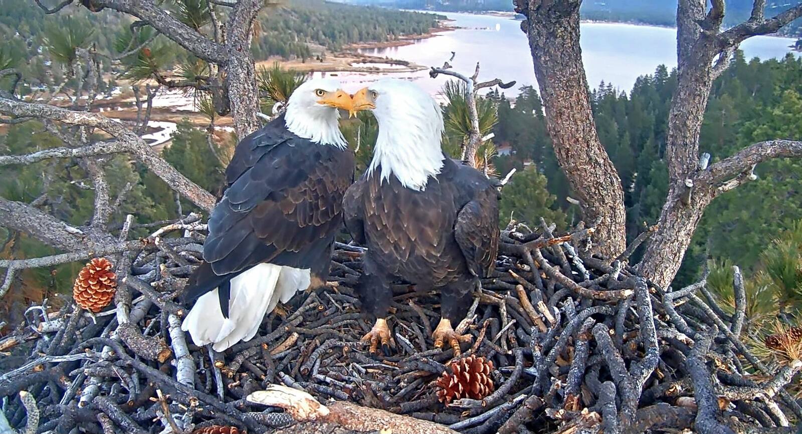 Jackie and Shadow touching bills on the nest at golden hour, the lake behind them.