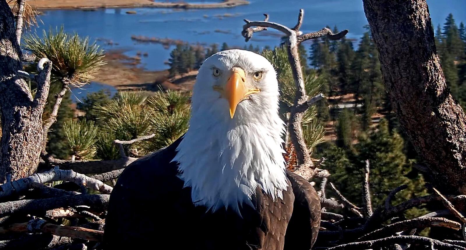 Jackie facing the camera directly on the nest, Big Bear Lake soft behind her, December 16 2024.